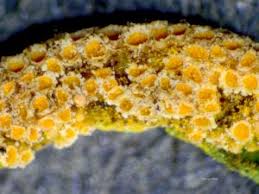 Attēlu rezultāti vaicājumam “Puccinia coronata”