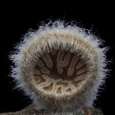 Attēlu rezultāti vaicājumam “Trichia, Hemitrichia sp.”