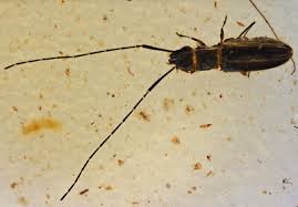 Attēlu rezultāti vaicājumam “Silvanidae”