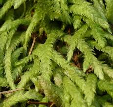 Attēlu rezultāti vaicājumam “Plagiomnium undulatum sporophyte”