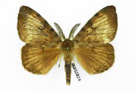 Attēlu rezultāti vaicājumam “Lymantria dispar”