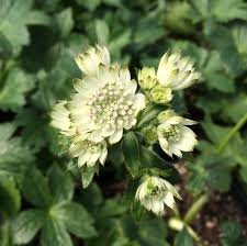Attēlu rezultāti vaicājumam “Astrantia major leaf”