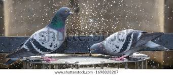 Attēlu rezultāti vaicājumam “Columba livia f. domestica adult”