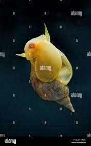 Attēlu rezultāti vaicājumam “Lymnaea stagnalis”