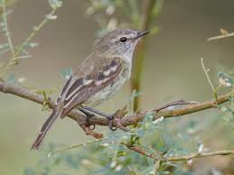 Attēlu rezultāti vaicājumam “Cribraria tenella stalked”