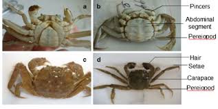 Image result for Eriocheir sinensis