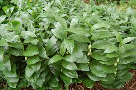 Attēlu rezultāti vaicājumam “Hygroamblystegium humile”