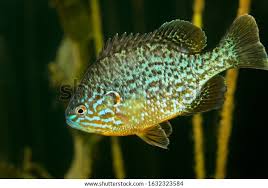 Image result for Lepomis gibbosus