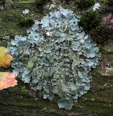 Attēlu rezultāti vaicājumam “Parmelia sulcata”