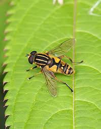 Attēlu rezultāti vaicājumam “Helophilus pendulus”