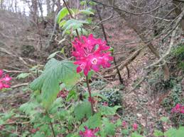 Attēlu rezultāti vaicājumam “Ribes nigrum flower”