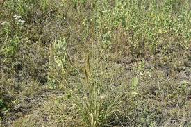 Attēlu rezultāti vaicājumam “Trichia erecta stalked”