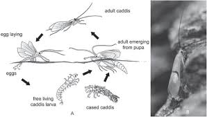 Attēlu rezultāti vaicājumam “Trichoptera”