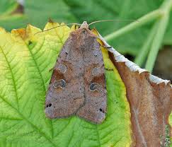 Attēlu rezultāti vaicājumam “Xestia baja”