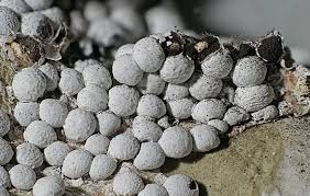 Attēlu rezultāti vaicājumam “Diderma spumarioides”