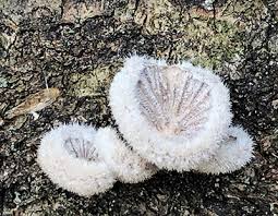 Attēlu rezultāti vaicājumam “Schizophyllum commune”