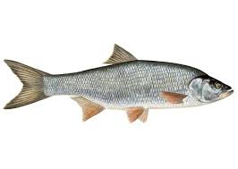 Image result for Aspius aspius