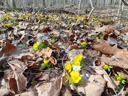 Attēlu rezultāti vaicājumam “Eranthis hyemalis”