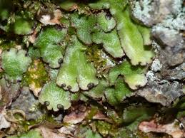 Attēlu rezultāti vaicājumam “Reboulia hemisphaerica”