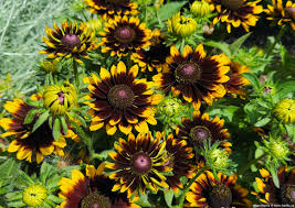 Attēlu rezultāti vaicājumam “Rudbeckia hirta var. hirta”