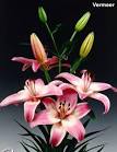Hybrid cultivar - PLANTFACTS.