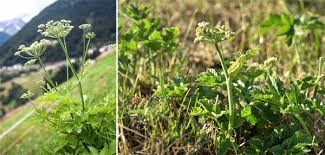 Image result for Heracleum sphondylium
