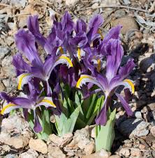 Attēlu rezultāti vaicājumam “Iris rosenbachiana flower”