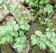 Attēlu rezultāti vaicājumam “Filipendula ulmaria  leaf”