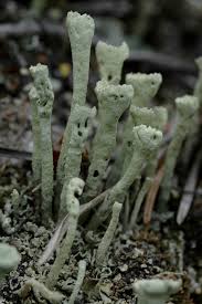 Attēlu rezultāti vaicājumam “Cladonia deformis”