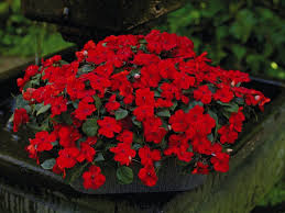 Image result for Impatiens walleriana