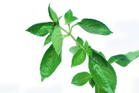 Attēlu rezultāti vaicājumam “Ocimum basilicum leaf”