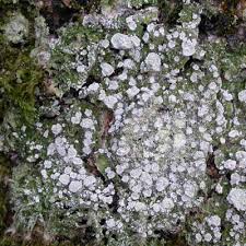 Attēlu rezultāti vaicājumam “Pertusaria albescens”