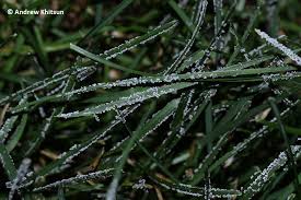 Attēlu rezultāti vaicājumam “Physarum obscurum”