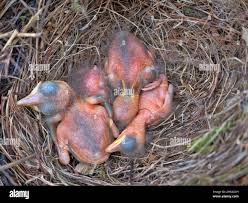 Attēlu rezultāti vaicājumam “Turdus merula nest”