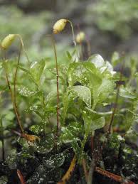 Attēlu rezultāti vaicājumam “Rhizomnium punctatum sporophyte”