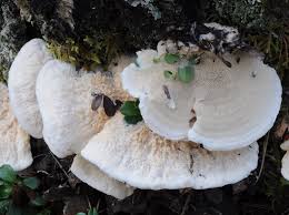 Attēlu rezultāti vaicājumam “Skeletocutis stellae”