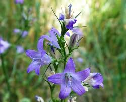 Image result for Campanula rapunculus
