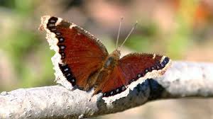 Attēlu rezultāti vaicājumam “Nymphalis antiopa underside”