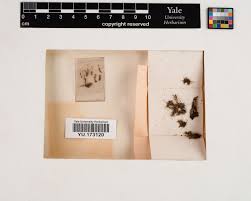 Attēlu rezultāti vaicājumam “Scapania apiculata”