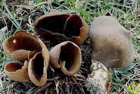 Attēlu rezultāti vaicājumam “Otidea bufonia”