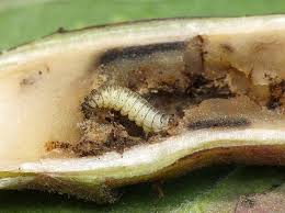 Attēlu rezultāti vaicājumam “Adaina microdactyla”