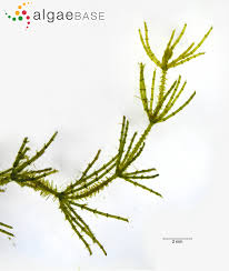 Attēlu rezultāti vaicājumam “Chara aspera”