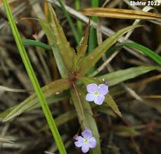 Attēlu rezultāti vaicājumam “Veronica scutellata flower”