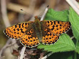 Attēlu rezultāti vaicājumam “Euphydrias aurinia upperside”