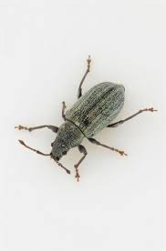 Attēlu rezultāti vaicājumam “Phyllobius”