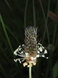 Attēlu rezultāti vaicājumam “Plantago lanceolata fruit”