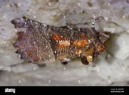 Attēlu rezultāti vaicājumam “Scoliopteryx libatrix”