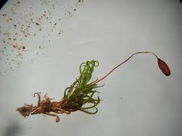 Attēlu rezultāti vaicājumam “Weissia squarrosa”