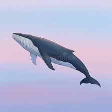Image result for Balaenoptera musculus