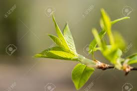 Attēlu rezultāti vaicājumam “Salix caprea leaf”